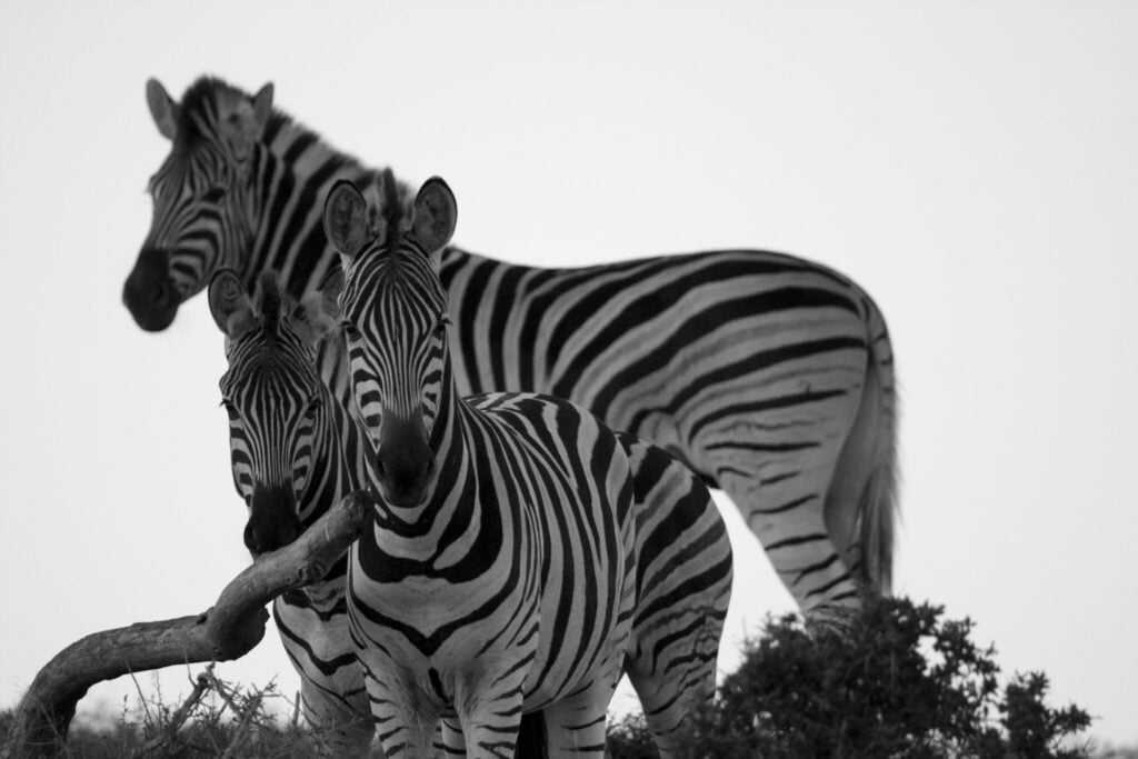 Port Elizabeth Attractions - Port Elizabeth Beachfront Accommodation + Self Catering Accommodation